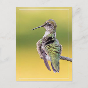 Hummingbird On Alert Postcard