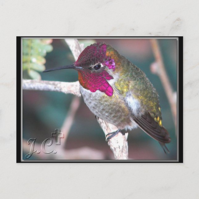Hummingbird on Backyard Branch. Postcard (Front)