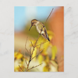 Hummingbird on branch postcard