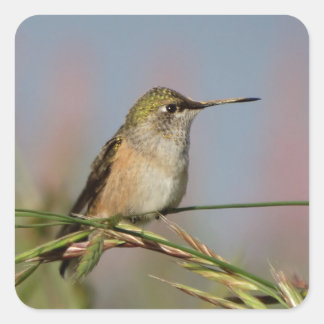 hummingbird on grass square sticker