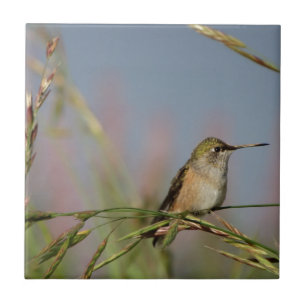 hummingbird on grass tile