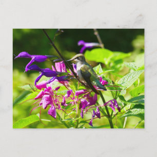Hummingbird on Hummingbird Mint Colourful Nature Postcard