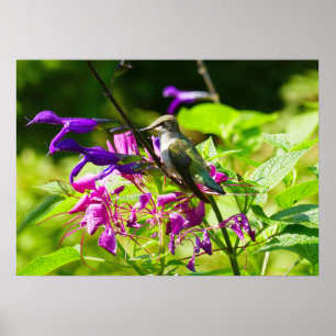 Hummingbird on Hummingbird Mint Colourful Nature Poster
