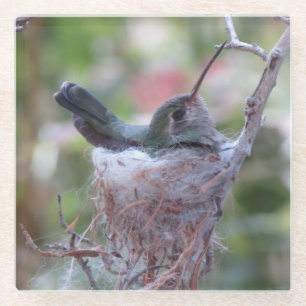 Hummingbird on Nest Glass Coaster