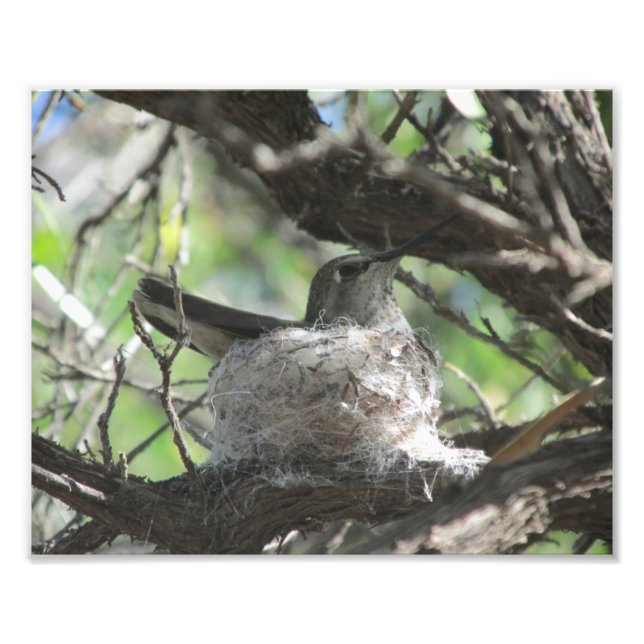 Hummingbird on Nest Photo Print (Front)