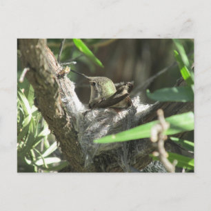 Hummingbird on Nest Postcard