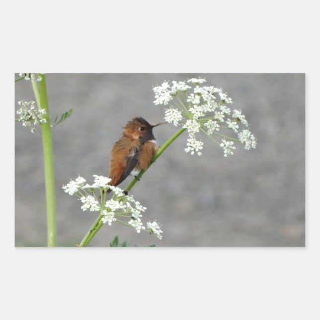 Hummingbird on Queen Ann's lace flower Rectangular Sticker (Front)