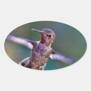Hummingbird Oval Sticker