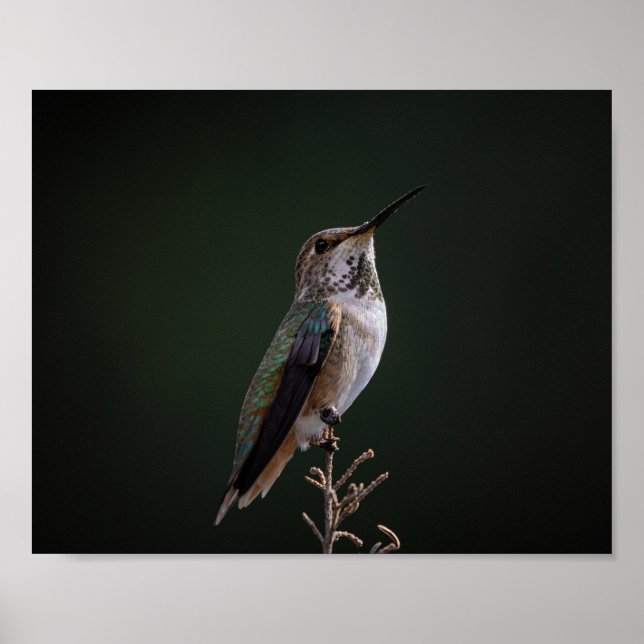 Hummingbird Perched on Branch - Bird Photography Poster (Front)