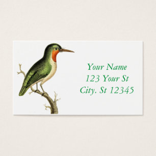 Hummingbird Perched Thunder_Cove