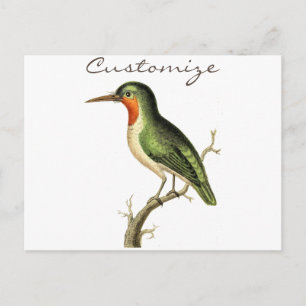 Hummingbird Perched Thunder_Cove Postcard