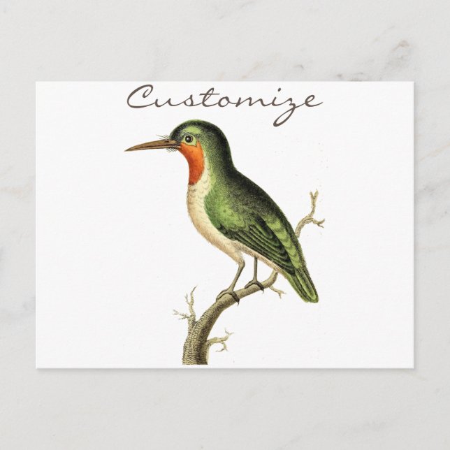 Hummingbird Perched Thunder_Cove Postcard (Front)