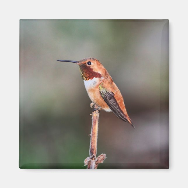 Hummingbird Photo Magnet (Front)