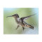 Hummingbird Photo Postcard