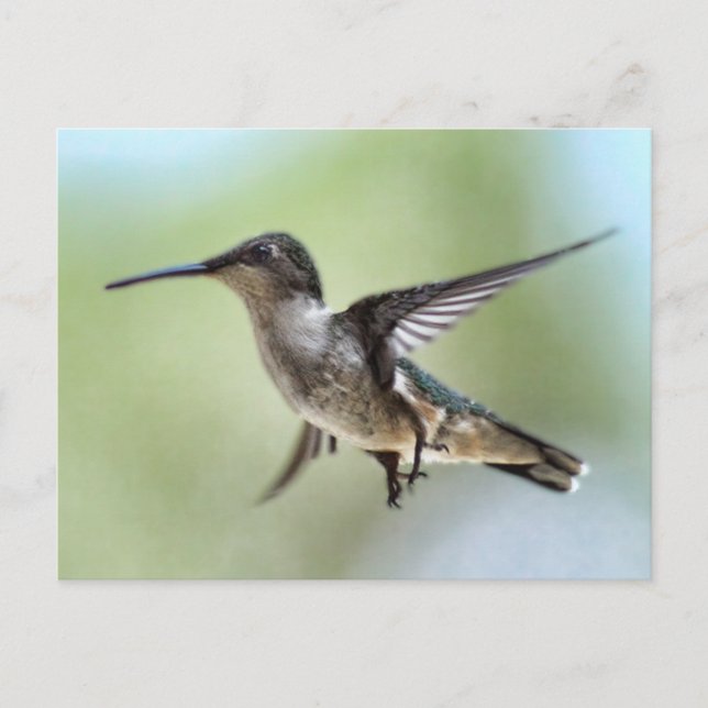 Hummingbird Photo Postcard (Front)