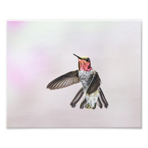 Hummingbird Photo Print