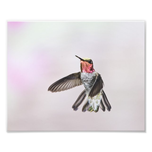 Hummingbird Photo Print (Front)