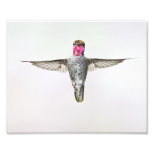 Hummingbird Photo Print