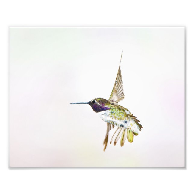 Hummingbird Photo Print (Front)