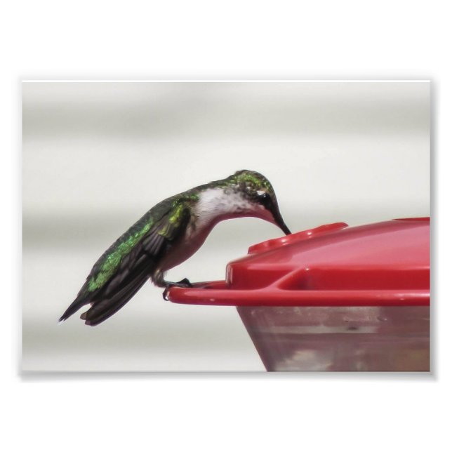 Hummingbird Photo Print 7x5 (Front)