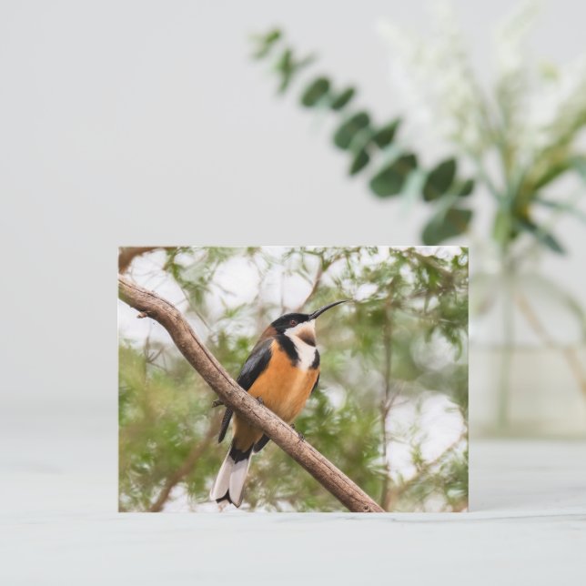 Hummingbird photograph postcard (Standing Front)