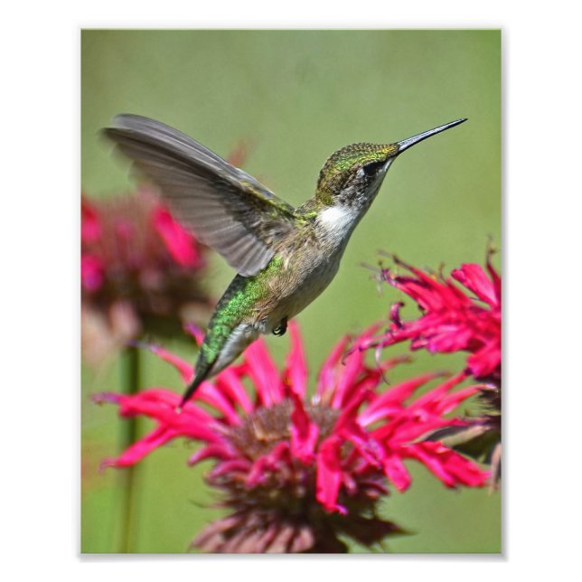 Hummingbird Photography Print Photo Print (Front)