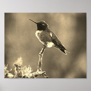Hummingbird Photography Sepia Wall decor Print