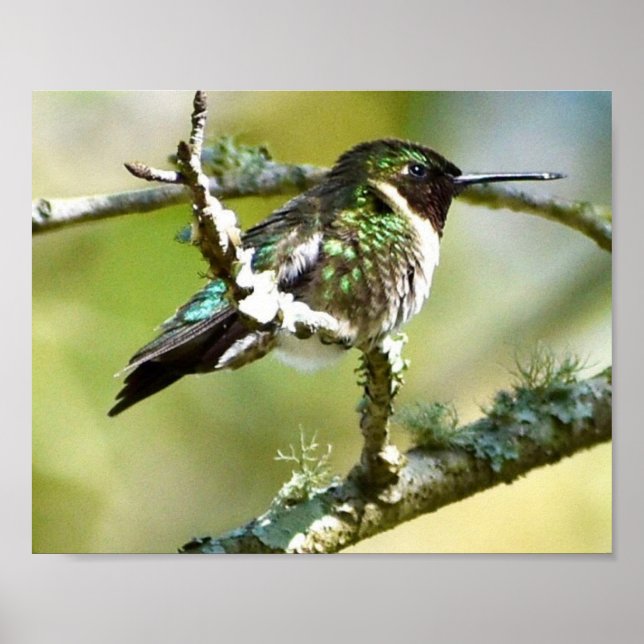 Hummingbird Photography Wall decor Print (Front)