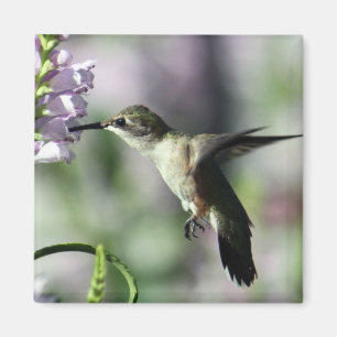 Hummingbird Pink Floral Wildlife Photo Magnet