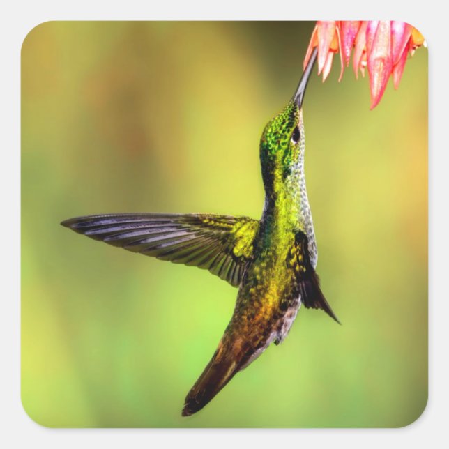 Hummingbird Pink Flower Bird Square Sticker (Front)