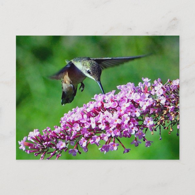 Hummingbird Pink Flowers Wildlife Photo Postcard (Front)