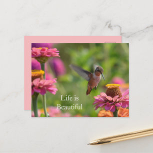 Hummingbird Pink Zinnia Flowers (photo by me) Postcard