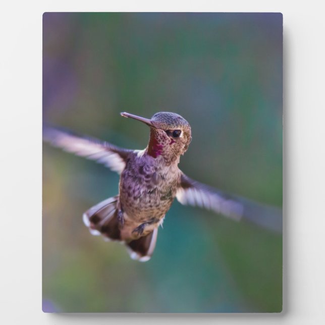 Hummingbird Plaque (Front)