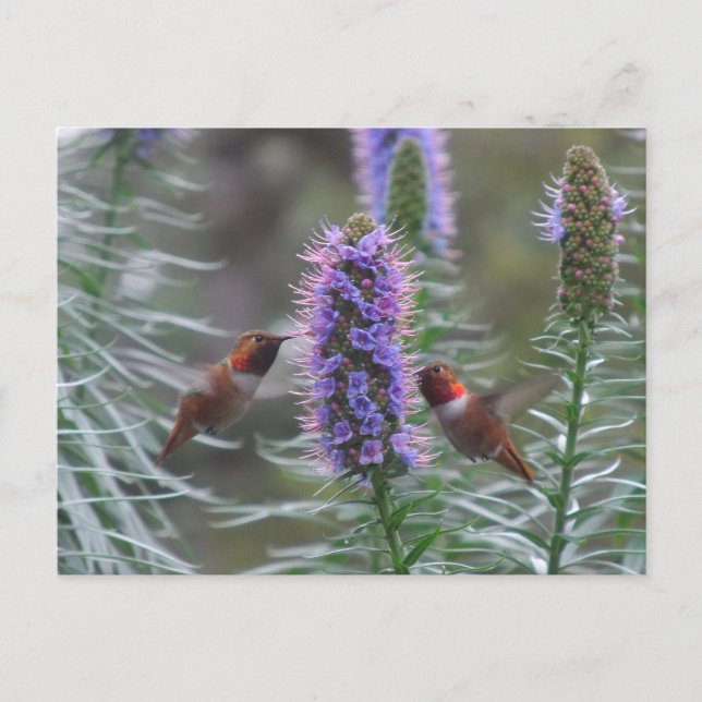 Hummingbird play postcard (Front)