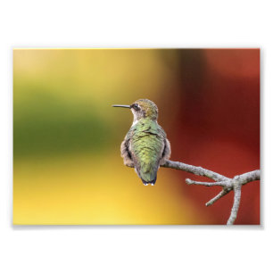 Hummingbird Pose Photo Print