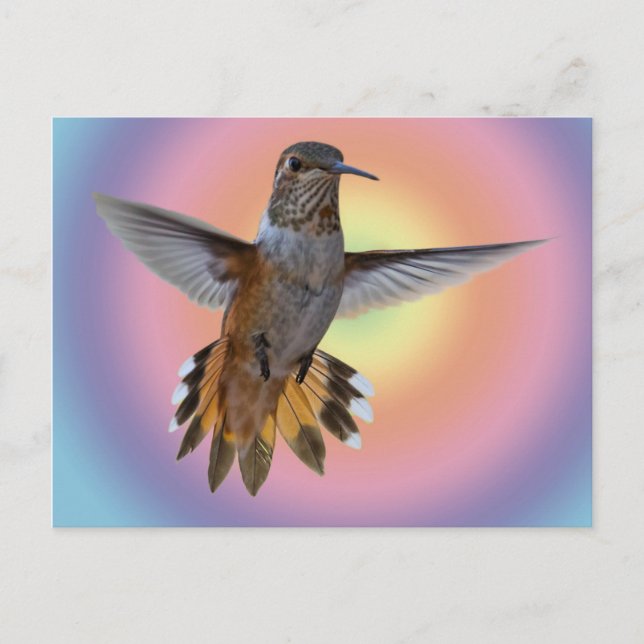 HUMMINGBIRD POSTCARD (Front)