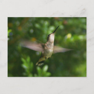 Hummingbird Postcard