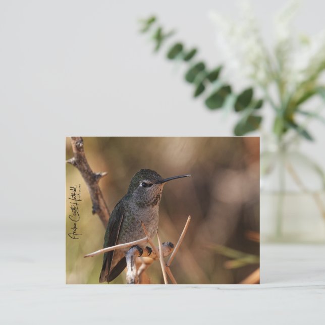 Hummingbird Postcard (Standing Front)