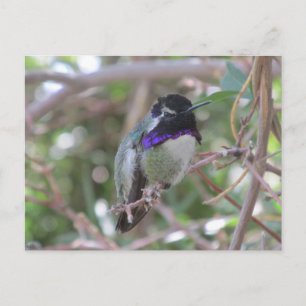 Hummingbird Postcard