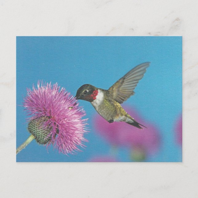Hummingbird Postcard (Front)