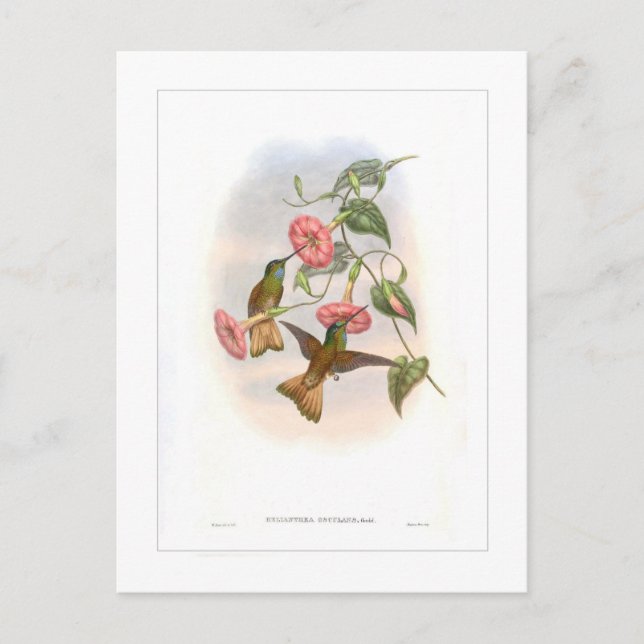 Hummingbird Postcard (Front)