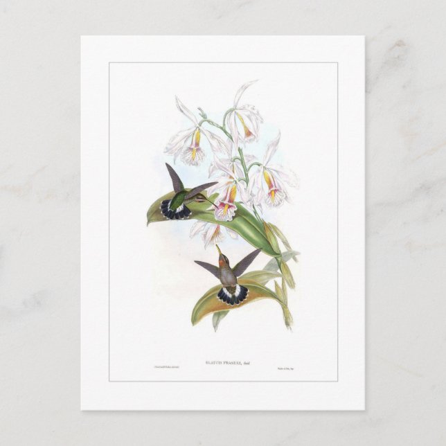 Hummingbird Postcard (Front)