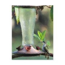 Hummingbird