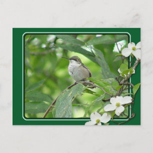 Hummingbird Postcard