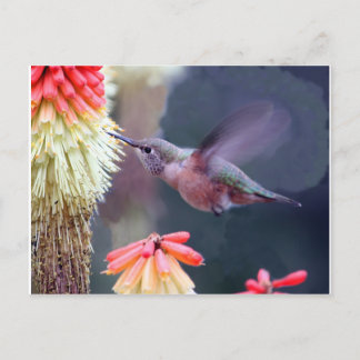 Hummingbird Postcard