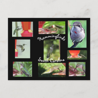 Hummingbird Postcard