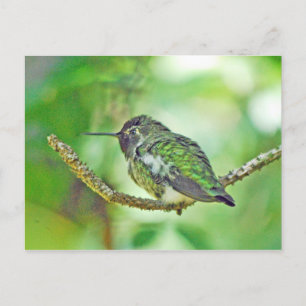 Hummingbird Postcard
