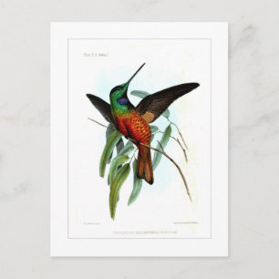 Hummingbird Postcard