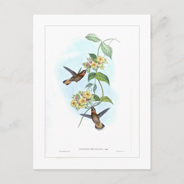 Hummingbird Postcard (Front)