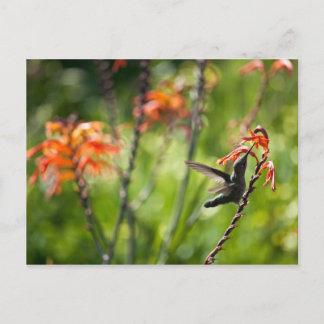 Hummingbird Postcard